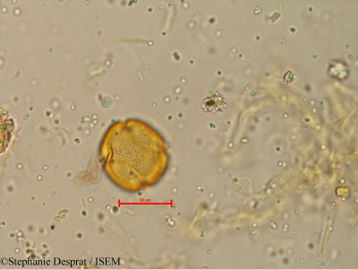Atalantia racemosa - lame n° 4035