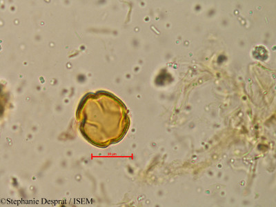 Atalantia racemosa - lame n° 4035