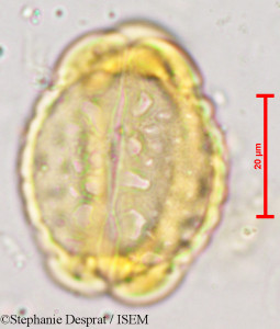 Stephanie.Desprat/Barringtonia_acutangula_3927/Barringtonia_acutangula_3927_0001(copy)_thumb.jpg