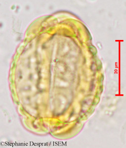 Barringtonia acutangula - lame n° 3927