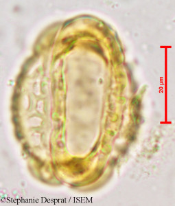 Barringtonia acutangula - lame n° 3927