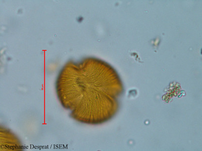 Bauhinia variegata - lame n° 18268