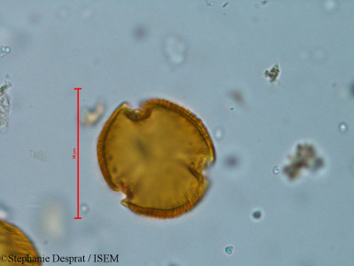 Bauhinia variegata - lame n° 18268