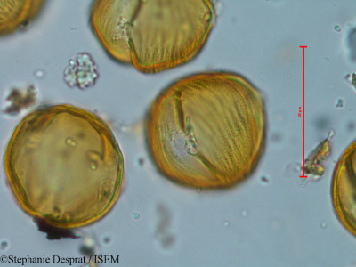 Bauhinia variegata - lame n° 18268