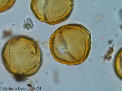 Bauhinia variegata - lame n° 18268