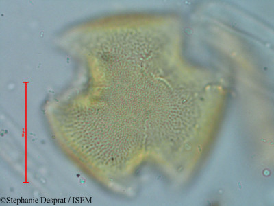 Bauhinia variegata - lame n° 9305