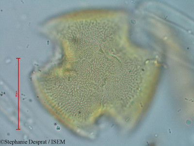 Bauhinia variegata - lame n° 9305