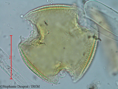 Bauhinia variegata - lame n° 9305