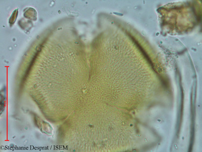 Bauhinia variegata - lame n° 9305