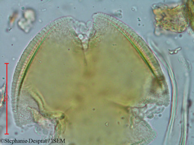 Bauhinia variegata - lame n° 9305