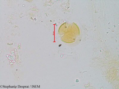 Bhesa paniculata - lame n° 22864
