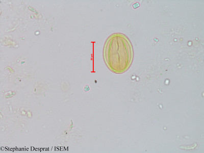 Bhesa paniculata - lame n° 22864