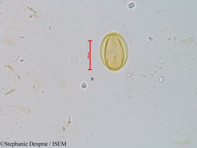 Bhesa paniculata - lame n° 22864