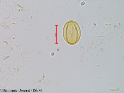 Bhesa paniculata - lame n° 22864