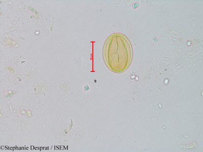Bhesa paniculata - lame n° 22864