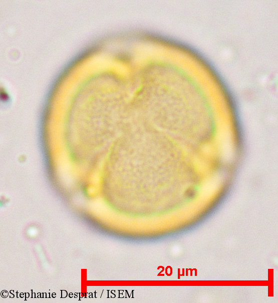 Stephanie.Desprat/Bischofia_javanica_5366/Bischofia_javanica_5366_0001(copy).jpg