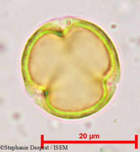 Bischofia javanica - lame n° 5366