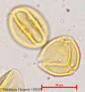 Bischofia javanica - lame n° 5366