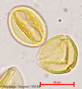 Bischofia javanica - lame n° 5366