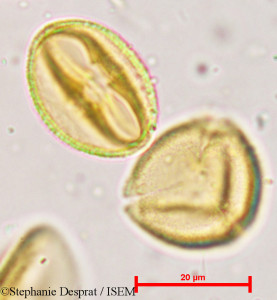 Bischofia javanica - lame n° 5366