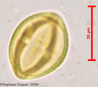 Bischofia javanica - lame n° 5366