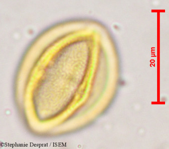 Bischofia javanica - lame n° 5366