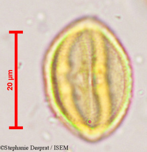 Bischofia javanica - lame n° 5366