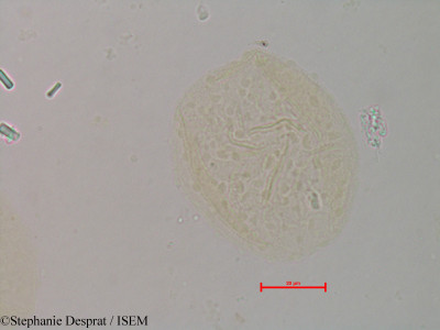 Stephanie.Desprat/Borassus_flabelliformis_186/Borassus_flabelliformis_186_0001(copy)_thumb.jpg
