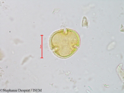Stephanie.Desprat/Brownlowia_lanceolata_19832/Brownlowia_lanceolata_19832_0001(copy)_thumb.jpg