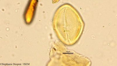 Buchanania angustifolia - lame n° 9037