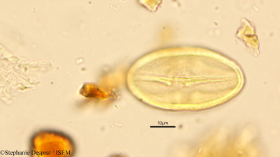 Buchanania angustifolia - lame n° 9037