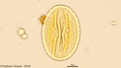 Butea monosperma - lame n° 9451