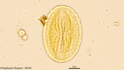 Butea monosperma - lame n° 9451