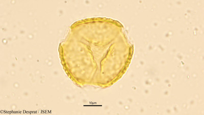 Butea monosperma - lame n° 9451