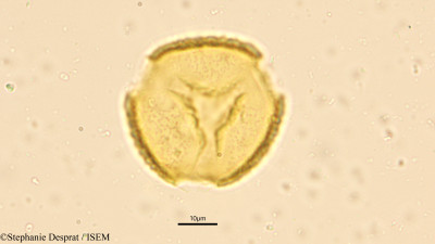 Butea monosperma - lame n° 9451
