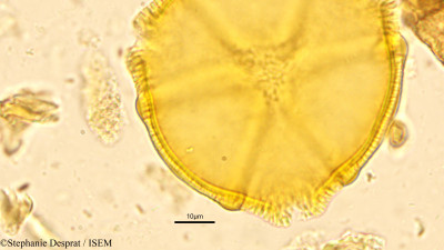 Stephanie.Desprat/Caesalpinia_cucullata_9061/Caesalpinia_cucullata_9061_0001(copy)_thumb.jpg