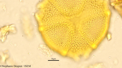 Caesalpinia cucullata - lame n° 9061