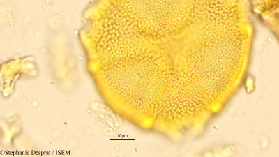 Caesalpinia cucullata - lame n° 9061