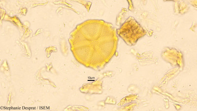 Caesalpinia cucullata - lame n° 9061