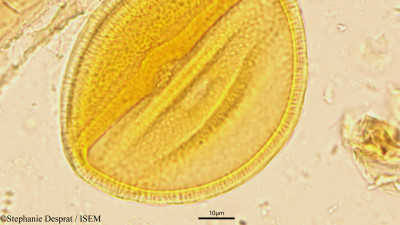 Caesalpinia cucullata - lame n° 9061