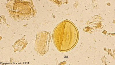 Caesalpinia cucullata - lame n° 9061
