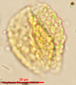Stephanie.Desprat/Calamus_gracilis_18168/Calamus_gracilis_18168_0001(copy)_thumb.jpg