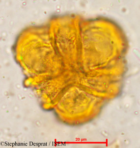 Careya arborea - lame n° 5367