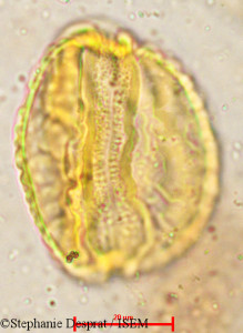 Careya arborea - lame n° 5367