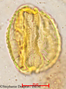 Careya arborea - lame n° 5367