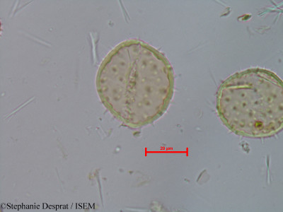 Stephanie.Desprat/Caryota_obtusa_16861/Caryota_obtusa_16861_0001(copy)_thumb.jpg