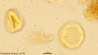 Stephanie.Desprat/Casearia_coriacea_16362/Casearia_coriacea_16362_0001(copy)_thumb.jpg