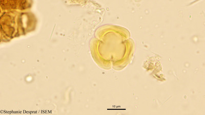 Stephanie.Desprat/Casearia_esculenta_5322/Casearia_esculenta_5322_0001(copy)_thumb.jpg