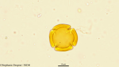 Stephanie.Desprat/Casearia_graveolens_6016/Casearia_graveolens_6016_0001(copy)_thumb.jpg