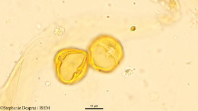 Stephanie.Desprat/Casearia_tomentosa_4043/Casearia_tomentosa_4043_0001(copy)_thumb.jpg